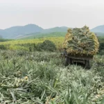 2025 – Hành trình phát triển vải sợi dứa tại Việt Nam