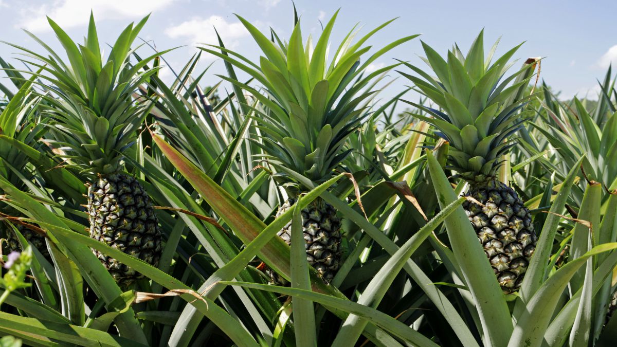 1. Vải sợi dứa là gì_ Tìm hiểu chất liệu Ananas từ lá dứa